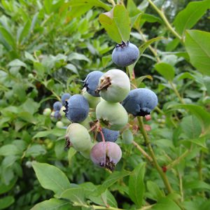 Amerikansk blåbær 'Blue Crop'