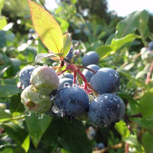 Amerikansk blåbær 'Reka NZ'