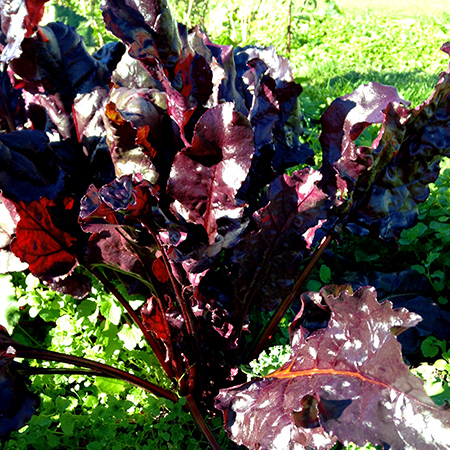 Markér ankel Tag telefonen Salat-rødbede 'Bulls Blood' (frø) - Naturplanteskolen