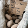 Læggekartofler - Ditta