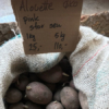 Læggekartofler - Alouette