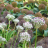 Allium 'Silver Spring' - Naturplanteskolen
