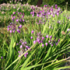 Allium macranthym - Naturplanteskolen