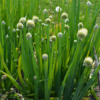 Allium, Pibeløg, plante