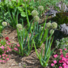 Allium, Pibeløg, små planter