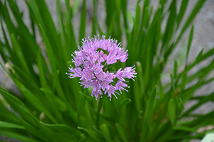 Allium hybrid ‘Millineum'