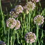 Allium nutans ‘Esmee'