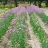 Allium 'Isabelle' og 'Caroline' - Naturplanteskolen