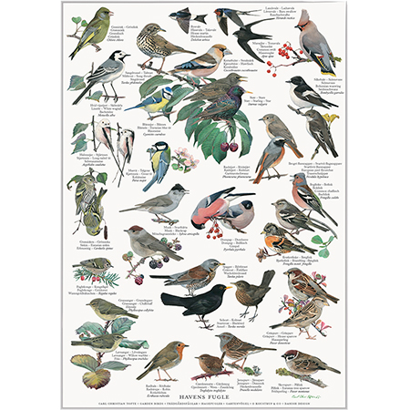 Plakat med havens fugle