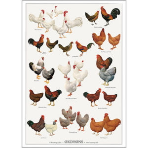 Plakat med øko høns