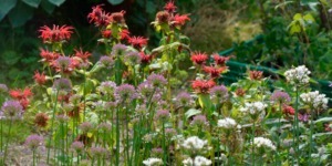 Bed på Naturplanteskolen