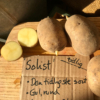 Læggekartoffel Solist
