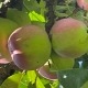 Æbler på Naturplanteskolen