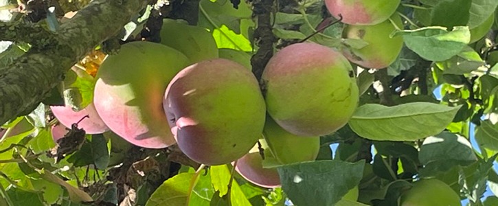 Æbler på Naturplanteskolen
