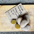 Læggekartoffel Glorietta kan købes på Naturplanteskolen