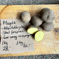 Læggekartoffel Magda kan købes på Naturplanteskolen